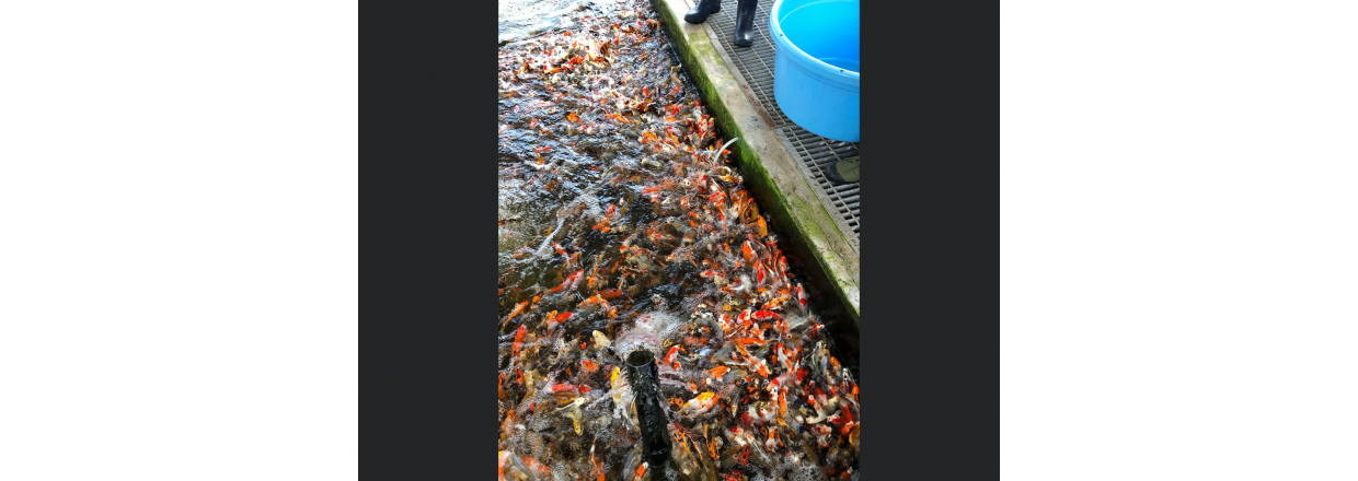 Hvem skal vi handle koi av ? 