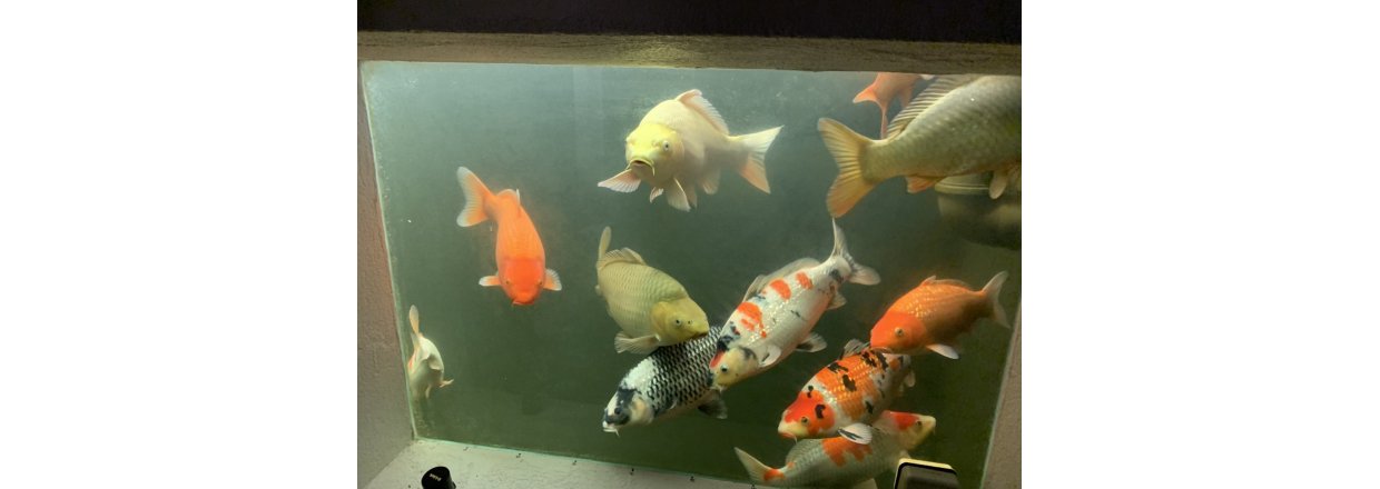 Hvordan beholde fargene p koiene innendrs 