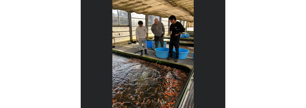 Hvem skal vi handle koi av ? 