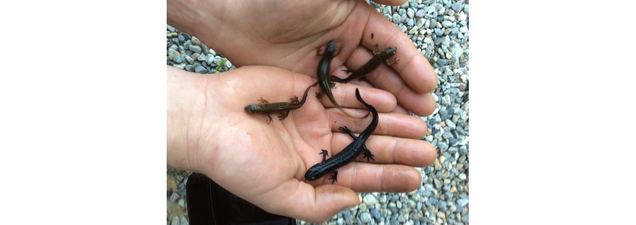 Hvem reddet salamander fra utryddelse i Norge ?  