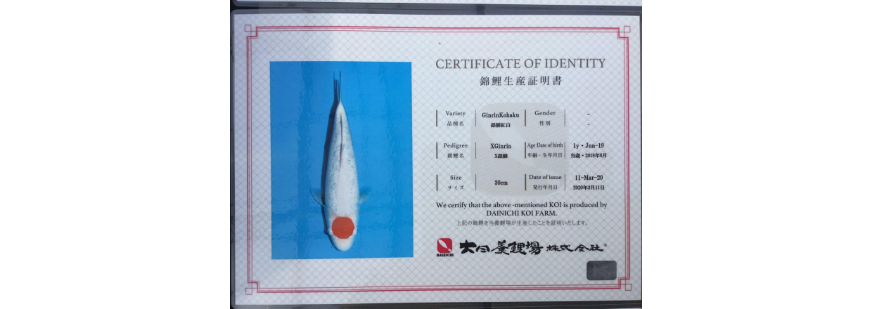 Hva er en sertifikat koi ?