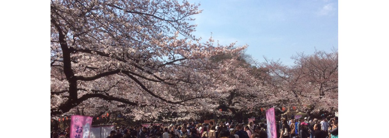 Sakura fest i Tokyo 2015