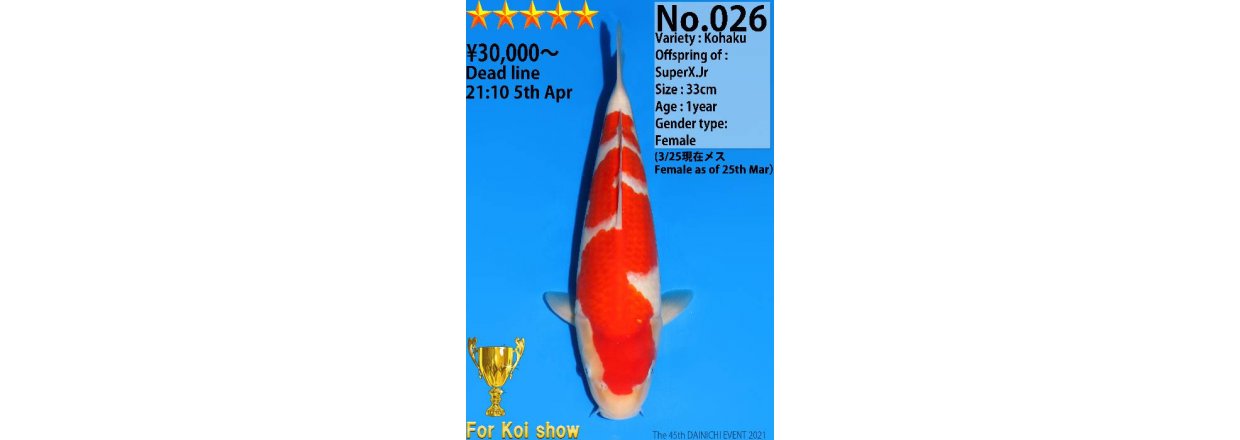 Koi Auksjon i Japan. Ikke for pyser.