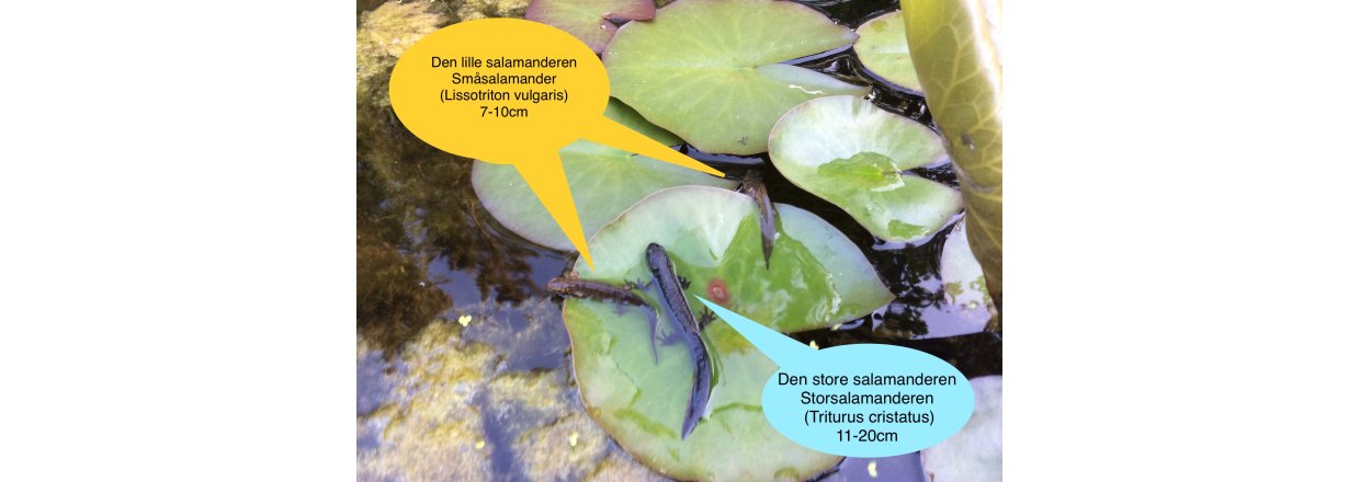 Hvem reddet salamander fra utryddelse i Norge ?  