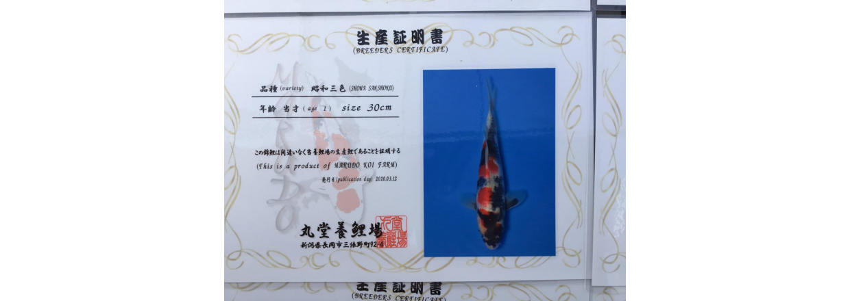 Hva er en sertifikat koi ?