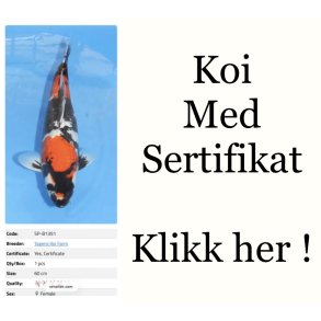 Koi med sertifikat 