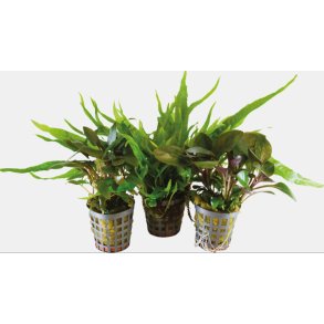 Akvarieplanter 