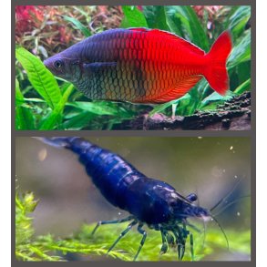 Akvariefisk og reker