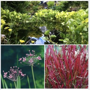 Sump- og vannplanter