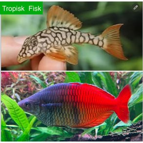 Fisk til Akvarium 