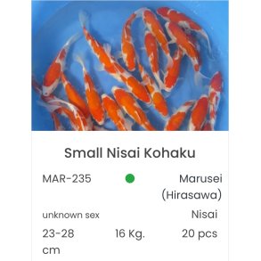 Marusei  2 ringer / 23-28cm 