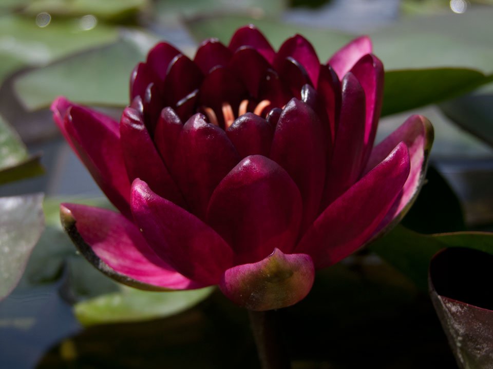 Nymphaeae Black Princess 