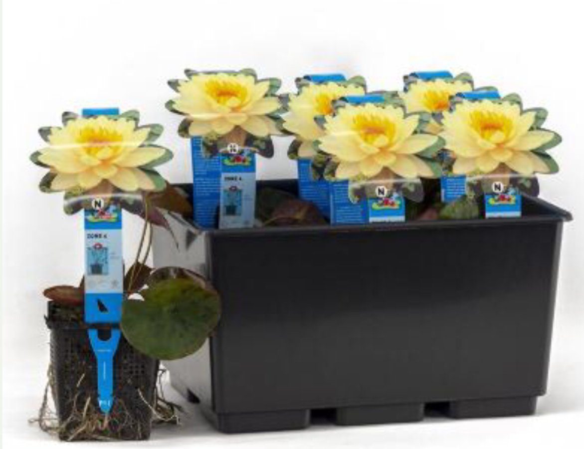 Nymphaeae Mangkala Ubol 