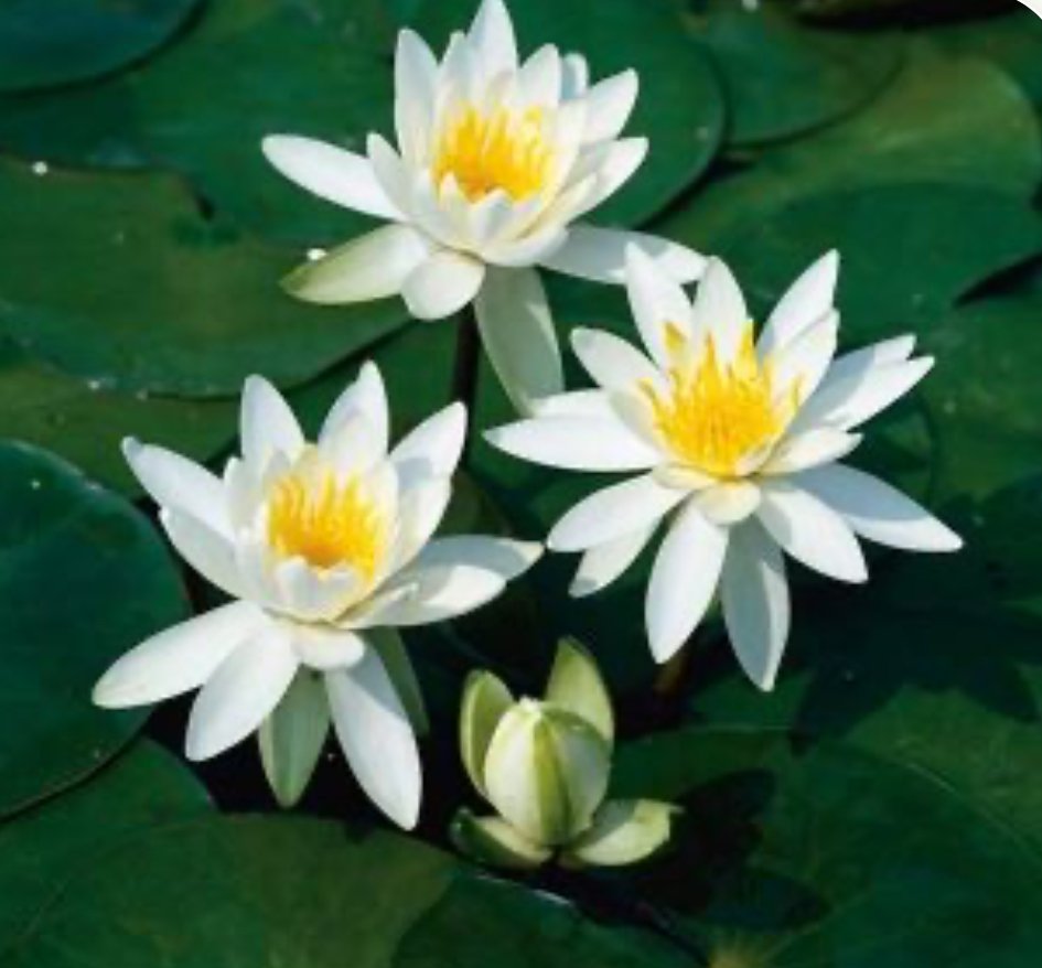 Vannlilje Nymphaeae Odorata Alba 