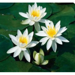 Nymphaeae Odorata Alba 