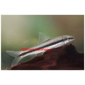 Siamesisk Algespiser 3-4cm (SAE) / Crossocheilus oblong
