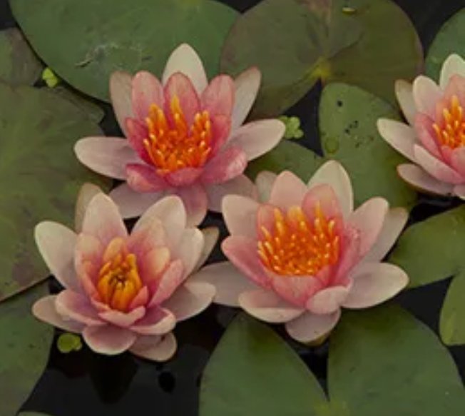 Vannlilje Nymphaea Phoebus