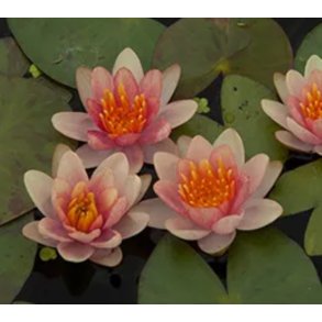 Vannlilje Nymphaea Phoebus