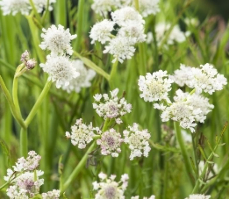 Kantplante Oenanthe aquatica