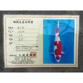 Marusei koifarm med sertifikat VHQ 