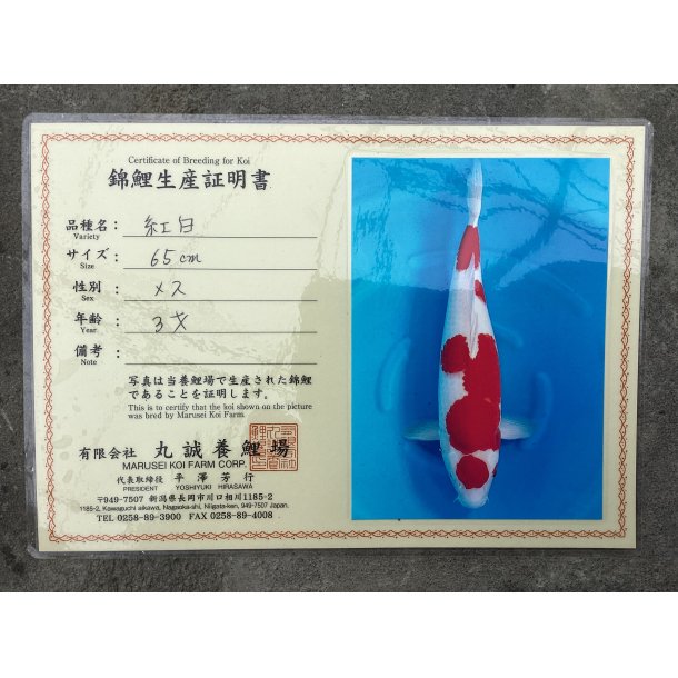 Marusei koifarm med sertifikat VHQ 