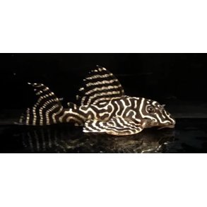 Akvariefisk / Malle Hypancistrus sp. L401/ 3,5cm  