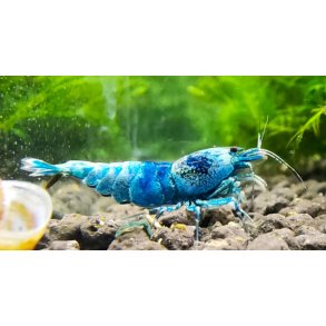 Reker /  Caridina / Taiwan Bee / Blue Bolt 