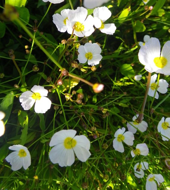 Sumpplante Baldellia ranunculoides, 