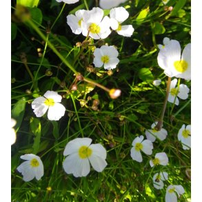 Sumpplante Baldellia ranunculoides, 