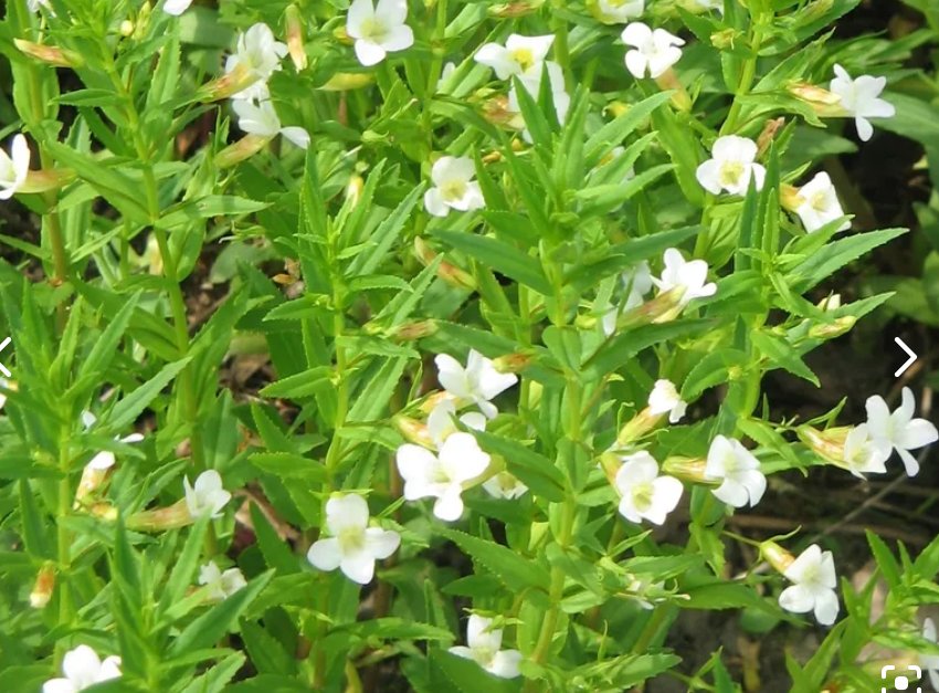 Ndesurt  gratiola Officinalis