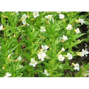 Ndesurt  gratiola Officinalis