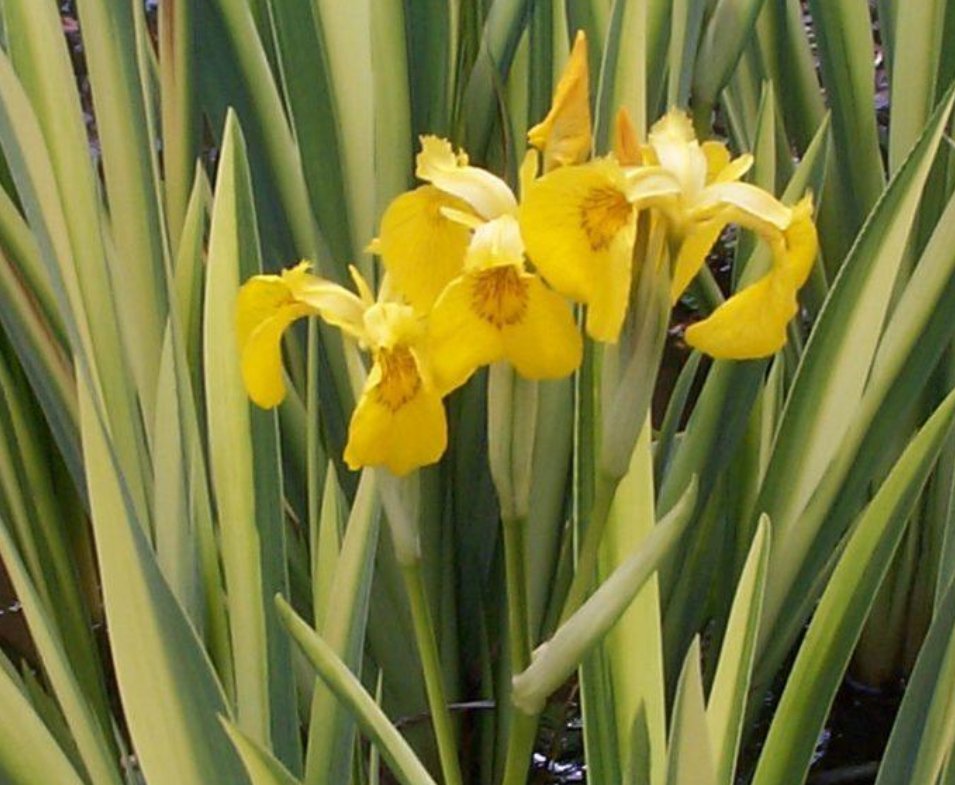 Sumpplante Hvitstripete gul iris /  Iris pseudacorus Variegatus