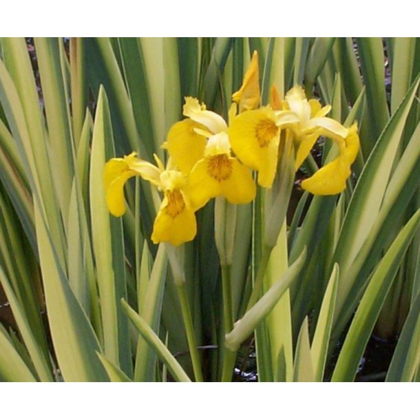 Iris pseudacorus Variegatus