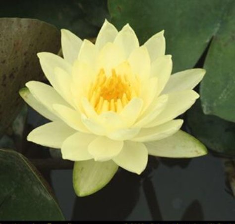 Nymphaeae Joey tomocik