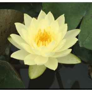 Nymphaeae Joey tomocik