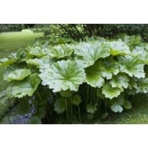 Skjoldsildre (Darmera peltata)