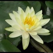 Vannlilje Nymphaeae Lemon Mist
