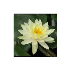 Vannlilje Nymphaeae Lemon Mist
