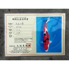 Marusei koifarm med sertifikat VHQ 