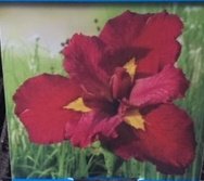 Kantplante Iris Ann Chowing