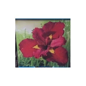 Kantplante Iris Ann Chowing