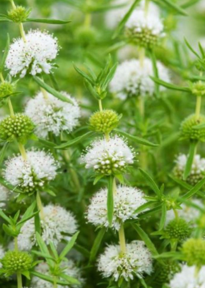 Sumpplante Mentha  cervina Alba 