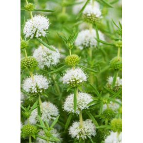 Mentha  cervina Alba 