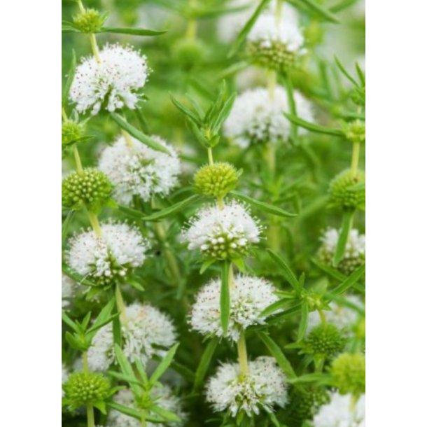 Mentha  cervina Alba 