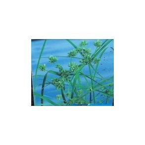 Cyperus alternifolius
