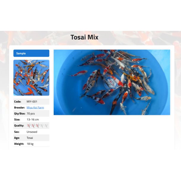 Tosai Mix (13-16 cm) Miya Koi Farm