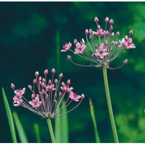 Brudelys (Butomus umbellatus)