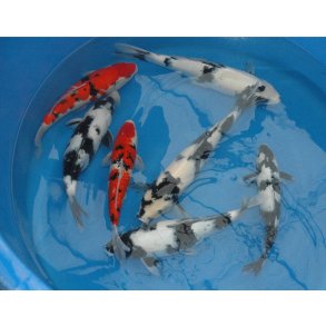 Hndplukket i Japan hos NND koifarm  40-45 Nisai 