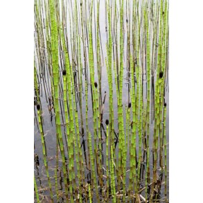 Equisetum fluviatile