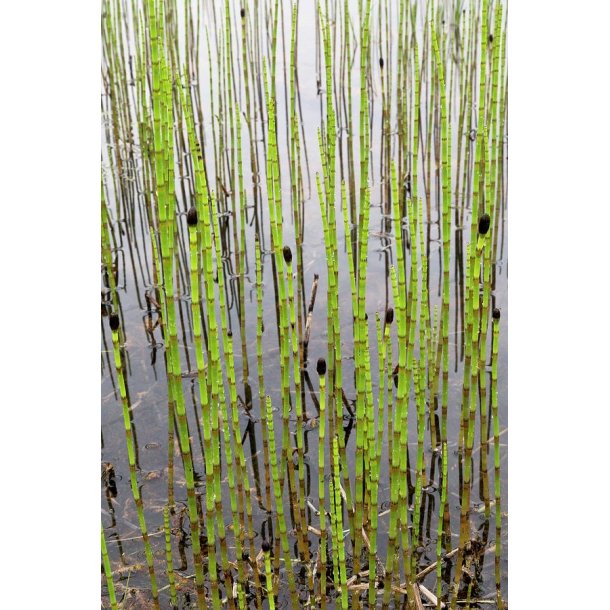 Equisetum fluviatile